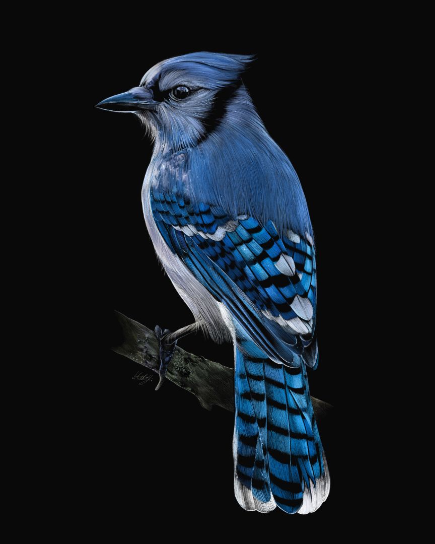 Close-up view of the Triumphant Blue Jay Art Print, showcasing the vibrant colors and intricate details of the blue jay artwork.