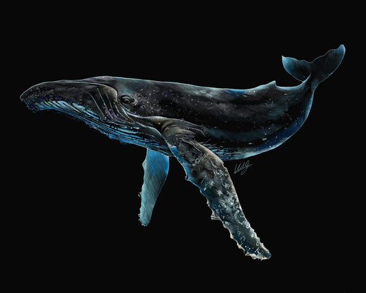 Humpback Whale Art Print