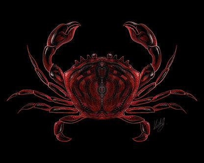 Close-up view of the Sideways Crab Art Print, showcasing the detailed fine lines and vibrant colors of the crab artwork.