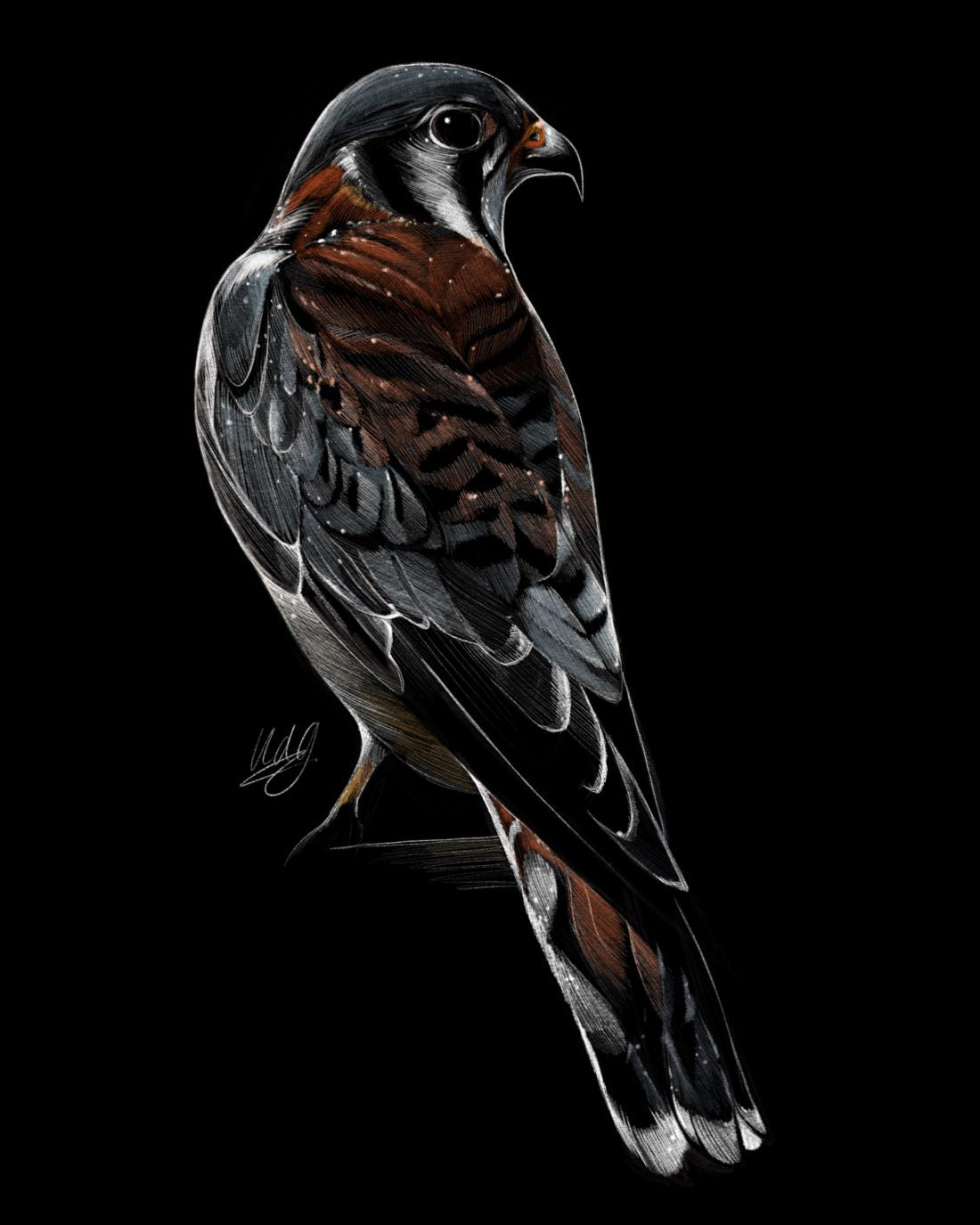 Close-up view of the Vehemence American Kestrel Art Print, highlighting the vibrant colors and intricate details of the kestrel artwork.